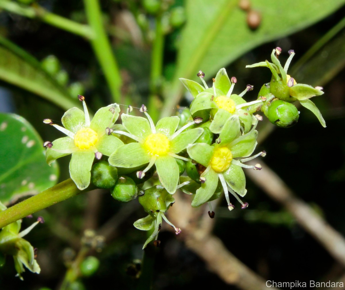 Semecarpus coriaceus Thwaites
